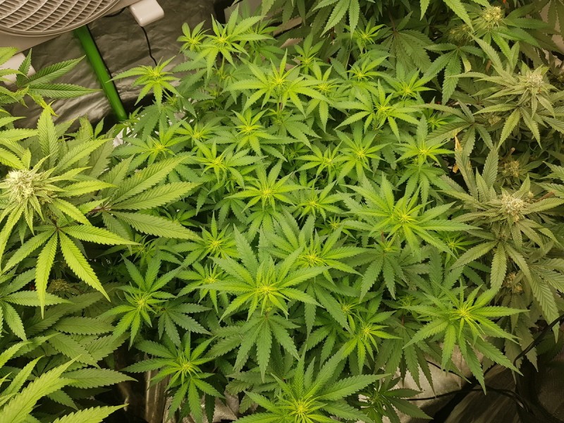 Knockout from Advanced female seeds 1.5 weeks flip