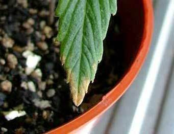 nute-burn-seedling-sm