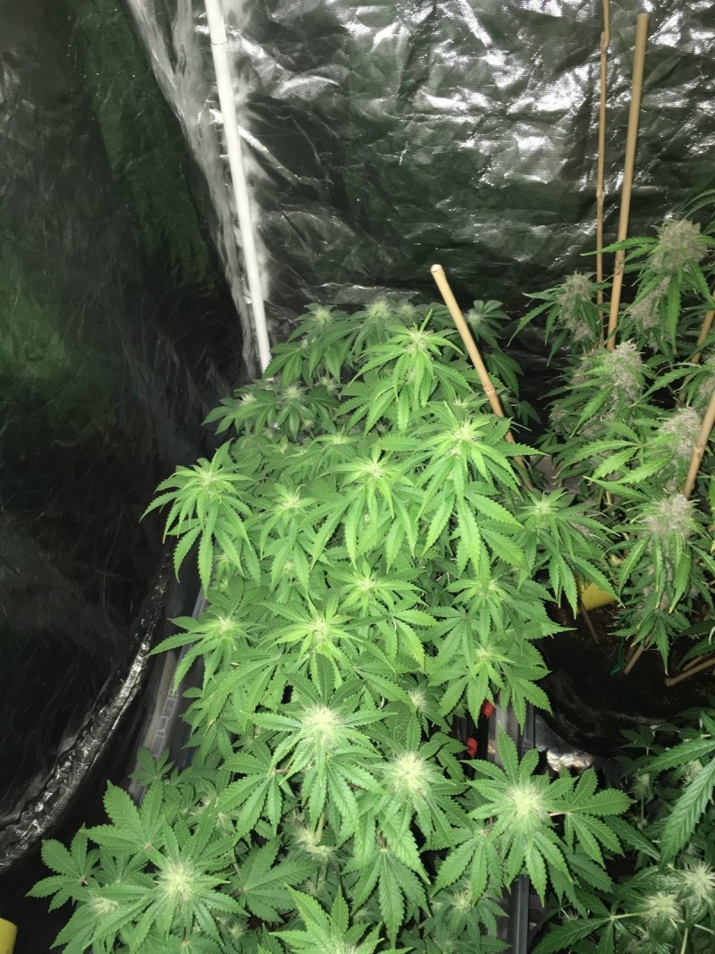 drip system