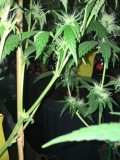 drip system