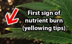 nutrient-burn-cannabis-sm