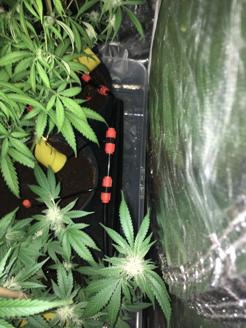 drip system