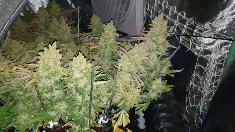 Chiesel Grow Diary