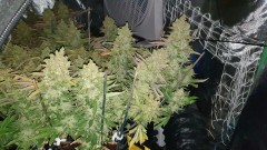 Chiesel Grow Diary