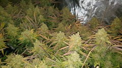 Chiesel Grow Diary