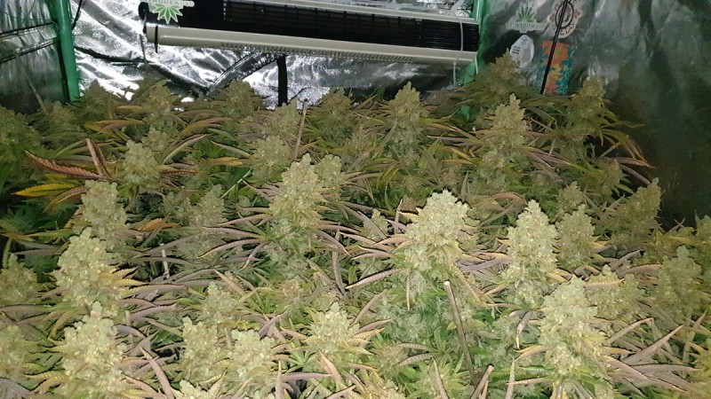 Chiesel Grow Diary