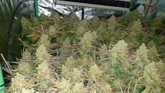 Chiesel Grow Diary