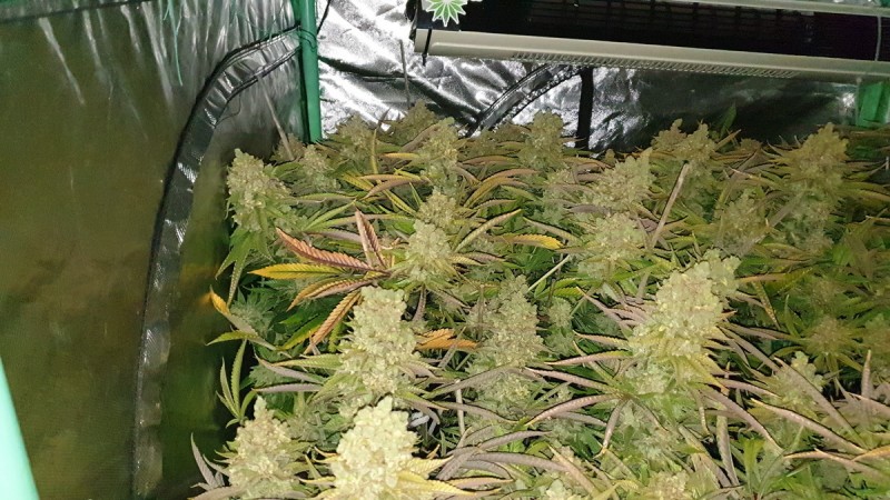 Chiesel Grow Diary