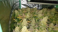 Chiesel Grow Diary