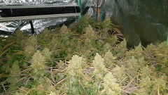 Chiesel Grow Diary