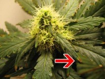 nutrient-burnt-tips-sm