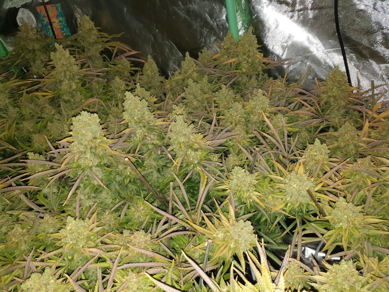 Chiesel Grow Diary