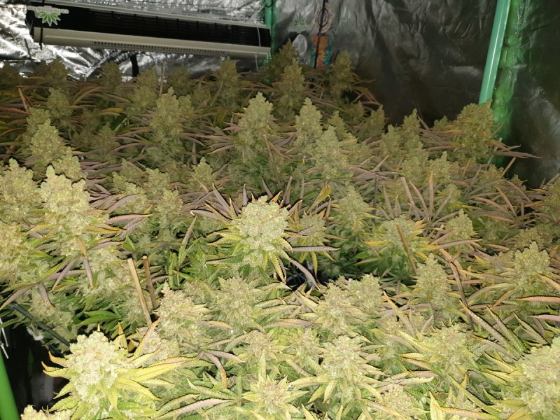 how to flush cannabis plants prior harvest