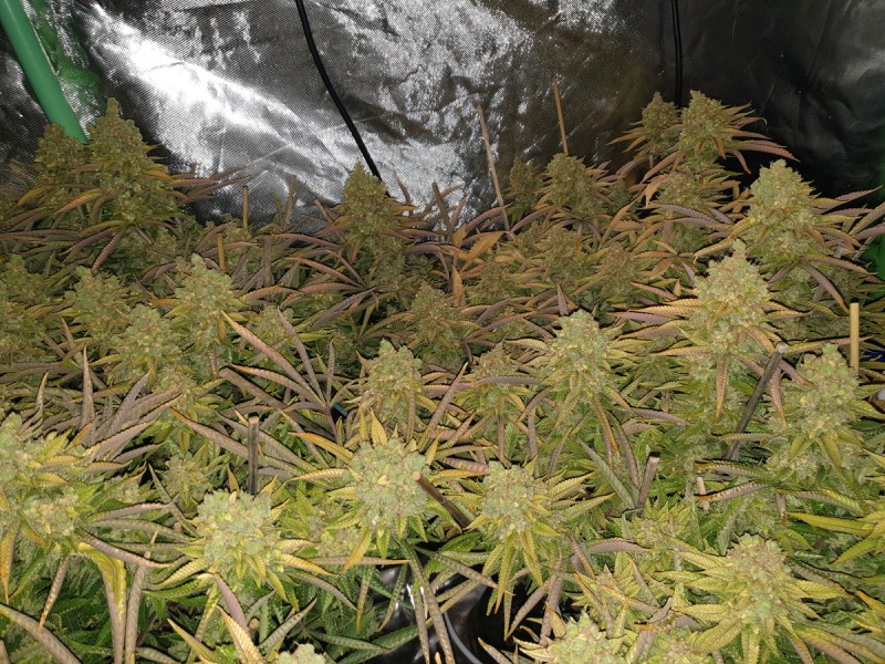Chiesel Grow Diary