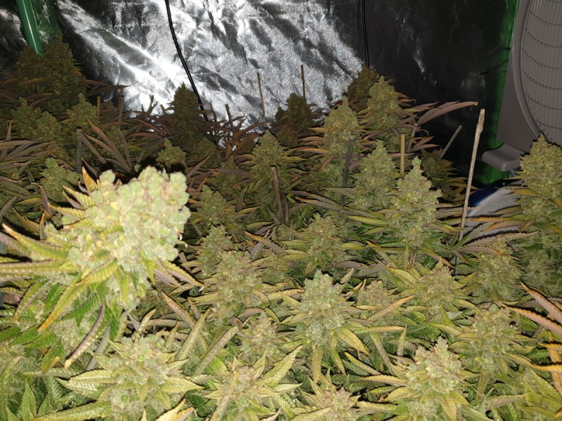 Chiesel Grow Diary