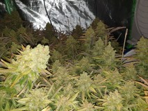 Chiesel Grow Diary