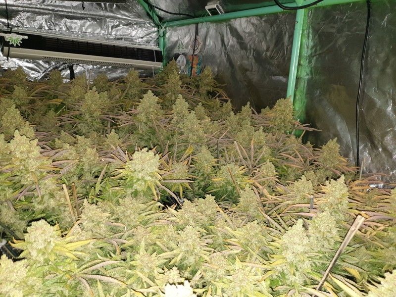 Chiesel Grow Diary