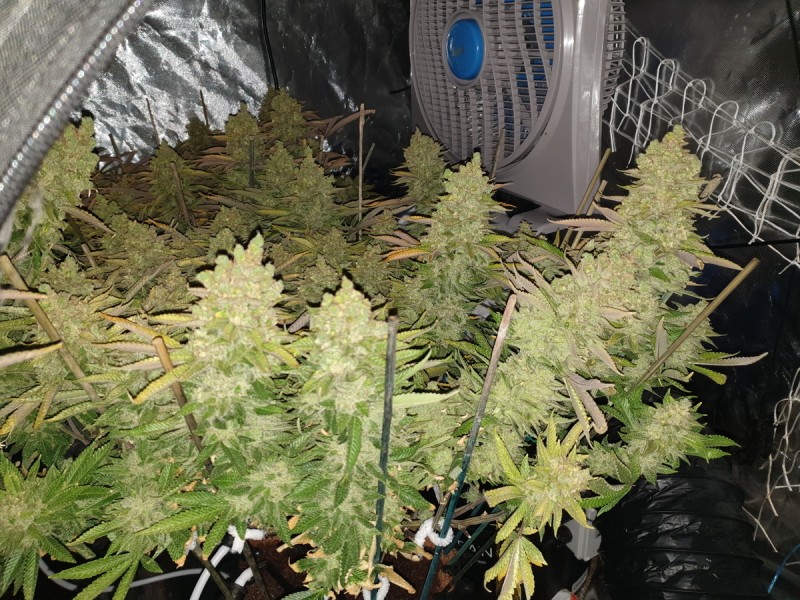 Chiesel Grow Diary