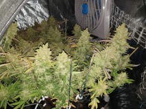 Chiesel Grow Diary