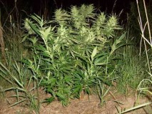outdoor-green-auto-frisian-dew-sm