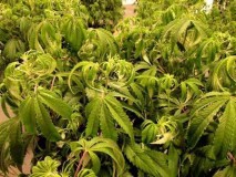 over-watered-cannabis-sm