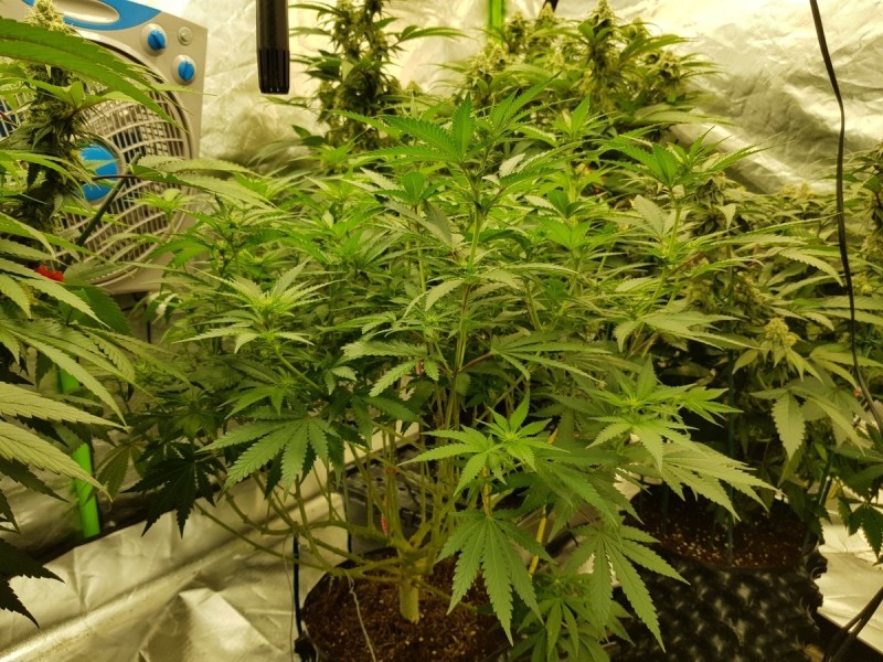 Knockout from Advanced female seeds 11 days of 12/12
