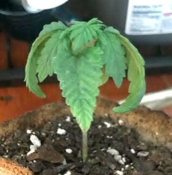 overwatered-marijuana-seedling