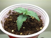 overwatering1-sm