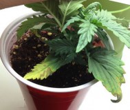 overwatering2b-sm