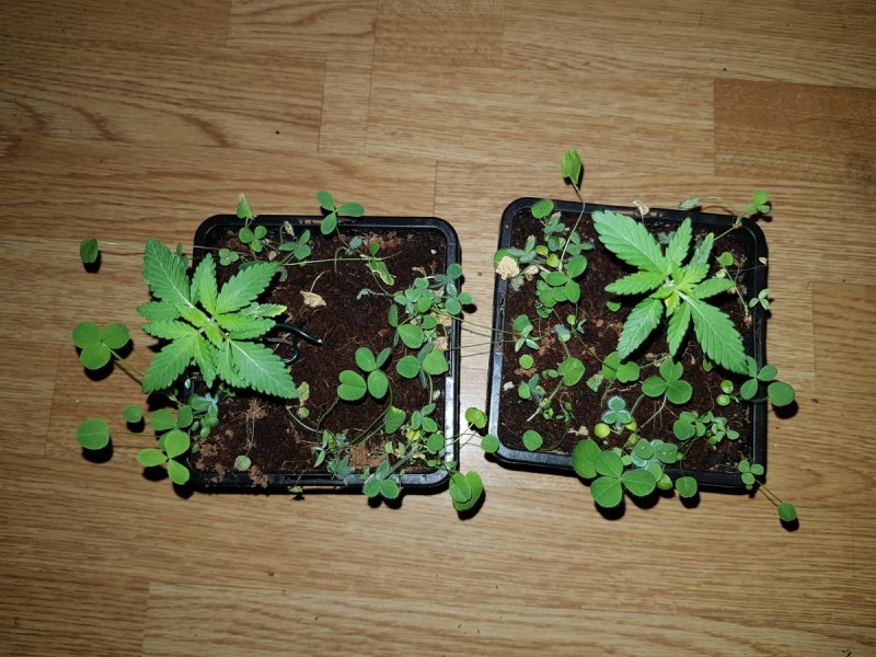 Granddaddy purps seedlings w/ mixed clover compainions