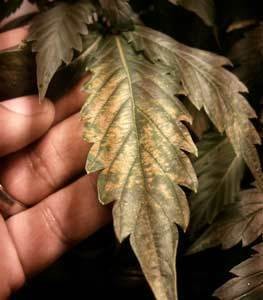 ph-fluctuations-cannabis-sm