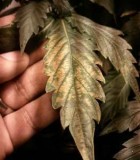 ph-fluctuations-cannabis-sm