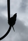 IMG_2666
