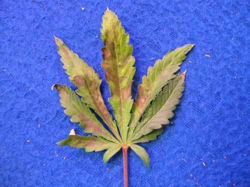 phosphorus-deficiency-bagseed-haze2-sm
