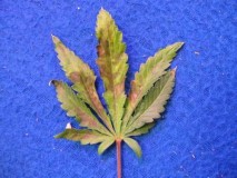 phosphorus-deficiency-bagseed-haze2-sm