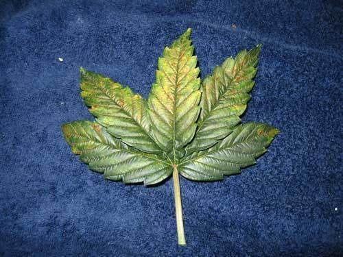 phosphorus-deficiency-leaf-spots-curling-sm