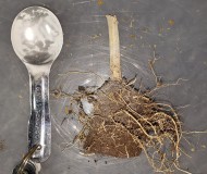 Rapid rooter roots