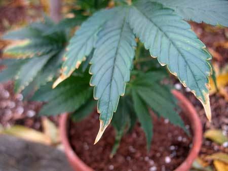 potassium-deficiency-first-signs-brown-edges-sm