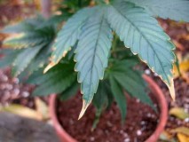 potassium-deficiency-first-signs-brown-edges-sm
