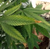potassium-deficiency-marijuana-brown-tips-sm
