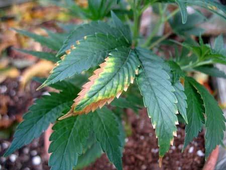 potassium-deficiency-weed-yellow-brown-edges-sm