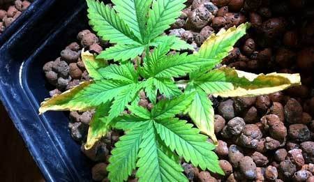 potassium-deficiency-young-cannabis-sm