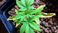 potassium-deficiency-young-cannabis-sm