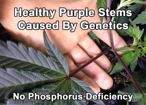 purple-stems-healthy-from-genetics-sm