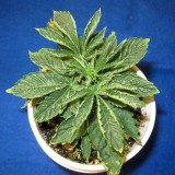 root-problems-coco-coir-sm