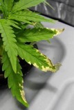 root-problems-leaf-spots-sm