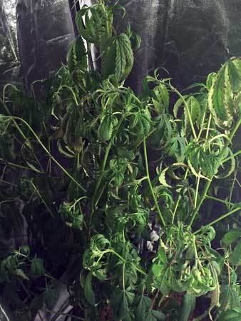 root-rot-drooping-leaves-sm