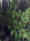 root-rot-drooping-leaves-sm