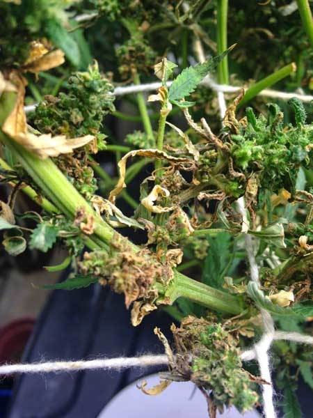 root-rot-leaf-damage-crispy-sm