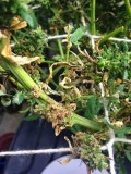 root-rot-leaf-damage-crispy-sm
